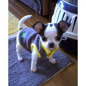 チャプター添付画像