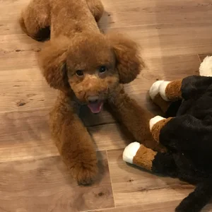 チャプター添付画像