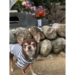 チャプター添付画像