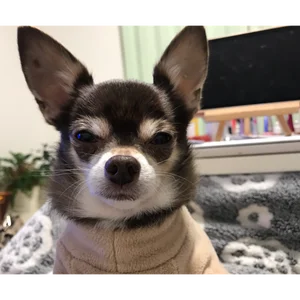 チャプター添付画像