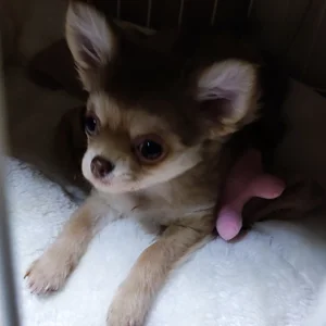 チャプター添付画像