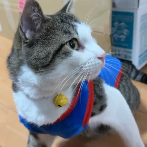 チャプター添付画像