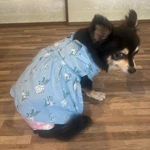 チャプター添付画像