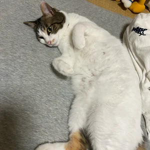 チャプター添付画像