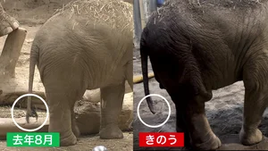 チャプター添付画像