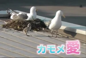 チャプター添付画像