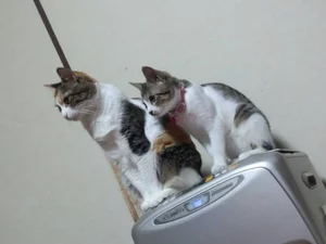 チャプター添付画像