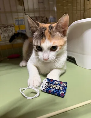 チャプター添付画像