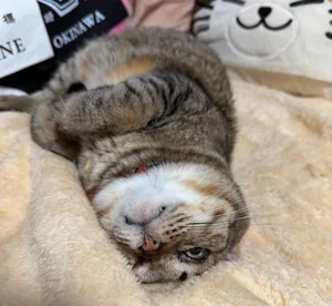 チャプター添付画像