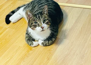 チャプター添付画像