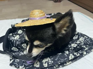 チャプター添付画像