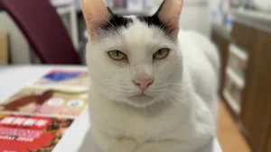 チャプター添付画像