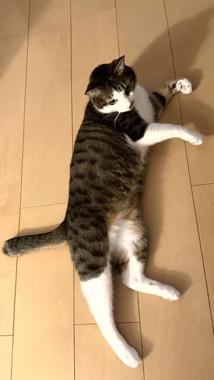 チャプター添付画像