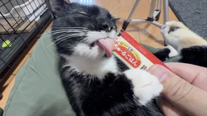 チャプター添付画像
