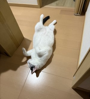 チャプター添付画像