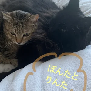 チャプター添付画像