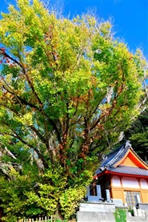 チャプター添付画像