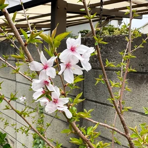 チャプター添付画像