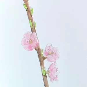 チャプター添付画像