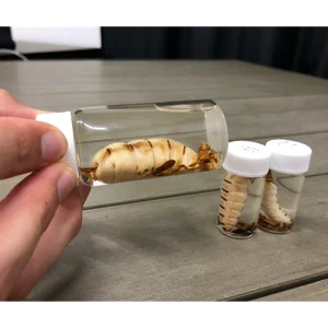 チャプター添付画像